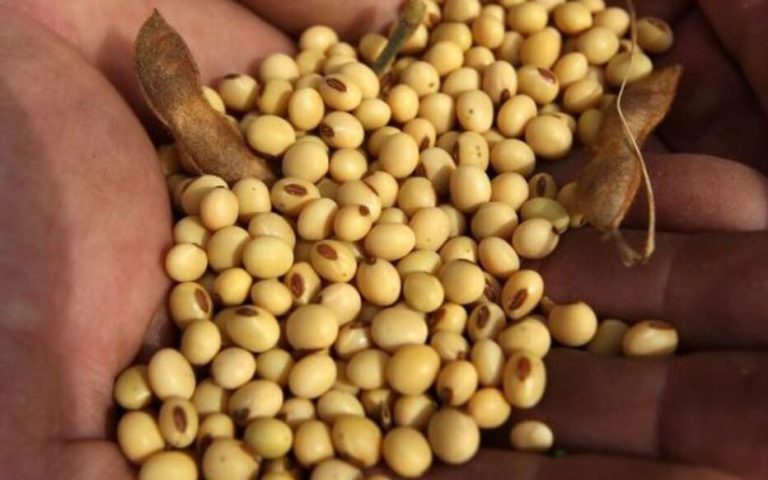 Bénin : l’interdiction de l'exportation de soja et de noix de cajou prend effet