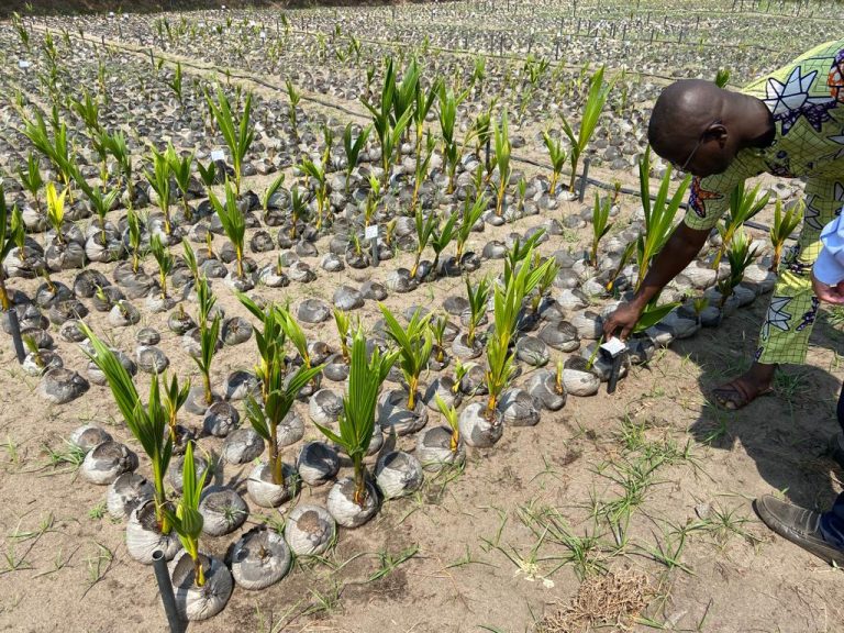 Bénin/Création de la Société de Développement des Semences Végétales et Plants : voici ses attributions