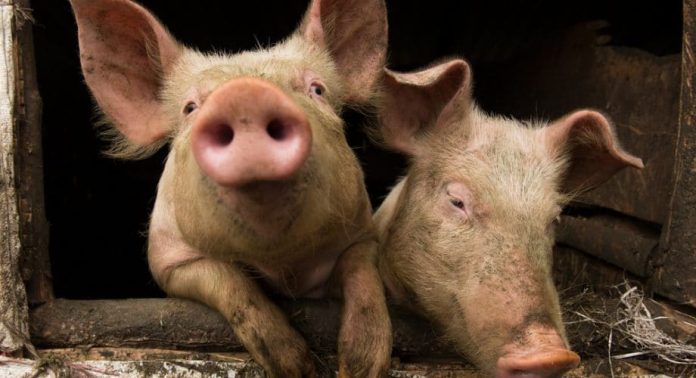 Bénin : pourquoi la consommation de viande de porc est interdite dans certaines localités?