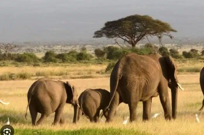 Sécheresse : la Namibie opte pour le massacre des animaux sauvages pour survivre !