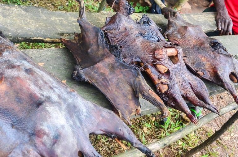 Côte d'Ivoire : interdiction de détention d'animaux sauvages et de consommation de viande de brousse