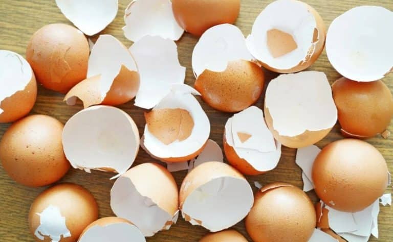 Les coquilles d’œuf : un trésor insoupçonné que vous ignorez