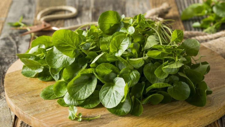 L'aliment le plus sain au monde, selon la science