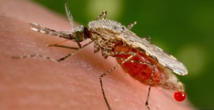 Une nouvelle méthode de traitement des moustiques contre le paludisme