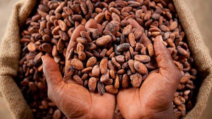 Côte d’Ivoire : vente de Cacao, une trahison de haut niveau !