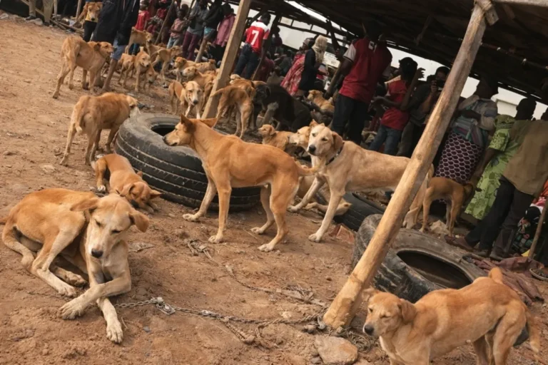 viande de chien Nigeria