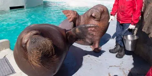 SeaWorld Abu Dhabi annonce la naissance du premier petit morse de la région MENA