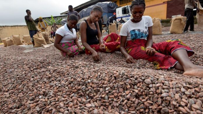 Côte d'Ivoire : le gouvernement serre la vis contre la spéculation sur le cacao