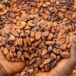 Cacao